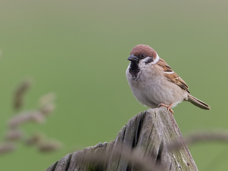 Passer montanus Ringmus Tree Sparrow